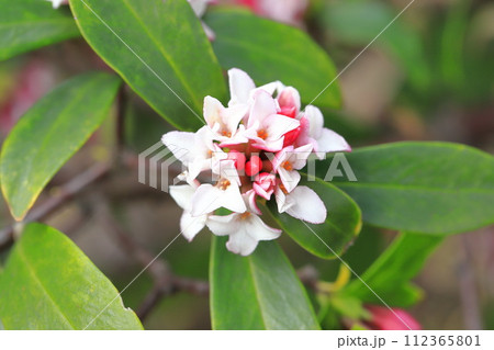 春の花 沈丁花(ジンチョウゲ) 春の花 沈丁花(ジンチョウゲ) 112365801