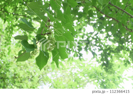 ツヅラフジ科の植物？ 112366415