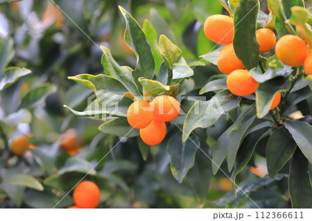 収穫間近の金柑(キンカン) 収穫間近の金柑(キンカン) 112366611