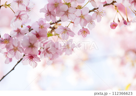 ふんわりとした桜の花 ふんわりとした桜の花 112366623