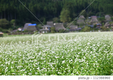 【京都】美山かやぶき里に咲くそばの花 112366960
