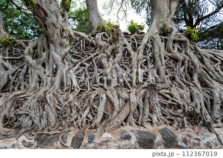 Tangle of massive roots, Ethiopia in UNESCO Fasilides Bath, Gondar Ethiopia, Africa culture architecture Tangle of massive roots, Ethiopia in UNESCO Fasilides Bath, Gondar Ethiopia, Africa culture architecture 112367019