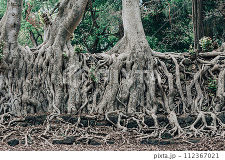 Tangle of massive roots, Ethiopia in UNESCO Fasilides Bath, Gondar Ethiopia, Africa culture architecture Tangle of massive roots, Ethiopia in UNESCO Fasilides Bath, Gondar Ethiopia, Africa culture architecture 112367021