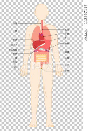 Structural diagram of the human body, illustration of internal organs (organs) Structural diagram of the human body, illustration of internal organs (organs) 112367117