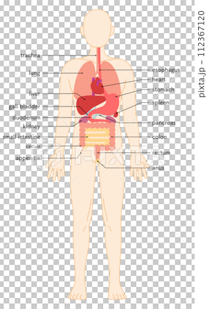人体の構造図、内臓(臓器)のイラスト 人体の構造図、内臓(臓器)のイラスト 112367120