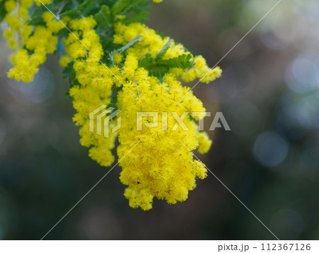 美しいギンヨウアカシアの花 美しいギンヨウアカシアの花 112367126