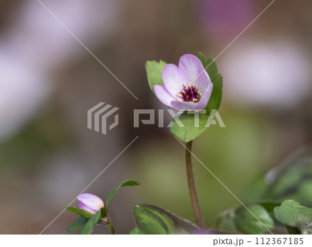 春の野の雪割草 春の野の雪割草 112367185