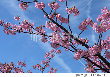 上関城山歴史公園の河津桜③(山口県熊毛郡上関町) 112367312