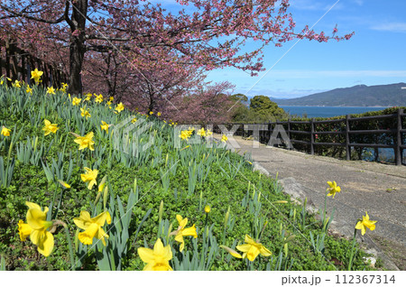 上関城山歴史公園の河津桜と黄水仙(山口県熊毛郡上関町) 112367314