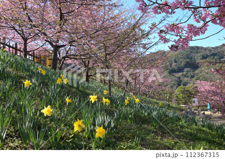 上関城山歴史公園の黄水仙と河津桜(山口県熊毛郡上関町) 112367315