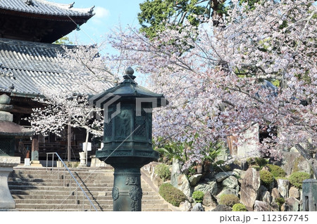 粉河寺庭園の桜 粉河寺庭園の桜 112367745