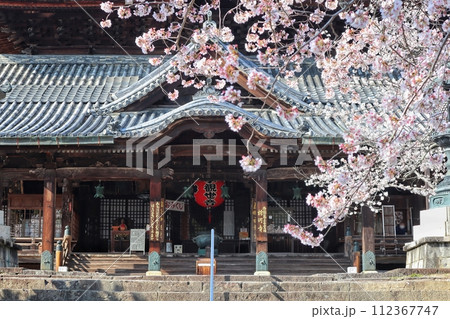 粉河寺　本堂の桜 112367747