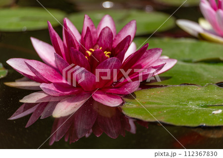 Pink lotus water lily flower in pond, waterlily with green leaves blooming 112367830