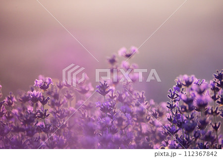 Lavender flower background. Violet lavender field sanset close up. Lavender flowers in pastel colors at blur background. Nature background with lavender in the field. Lavender flower background. Violet lavender field sanset close up. Lavender flowers in pastel colors at blur background. Nature background with lavender in the field. 112367842