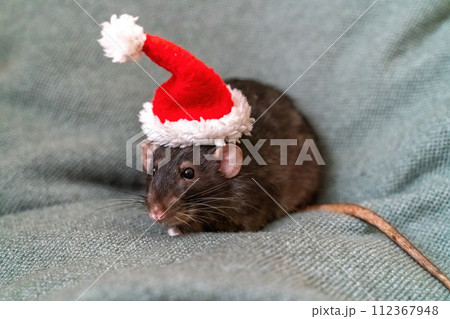 Rat Santa hat. Symbol of the Chinese New Year. Funny black rat Dumbo in a red santa checker on a green background. 112367948