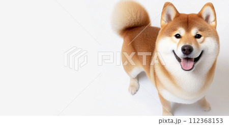 白い背景で撮影した立っている4本足で立っている柴犬 112368153