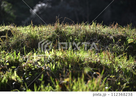 早春の土手 112368238