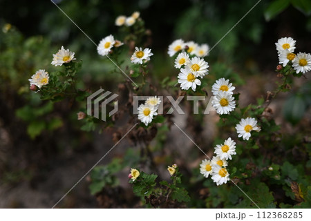 【京都】城南宮の庭園に咲くノジギク 【京都】城南宮の庭園に咲くノジギク 112368285