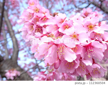 横浜緋桜 横浜緋桜 112368504
