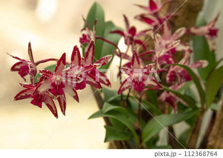 Rock Orchid or Captain King's Dendrobium Rock Orchid or Captain King's Dendrobium 112368764