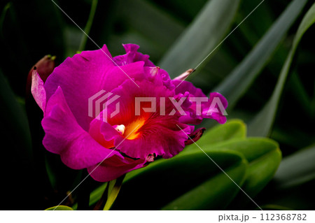 Phalaenopsis Orchid. Orchid flower in orchid garden at winter or spring day. 112368782
