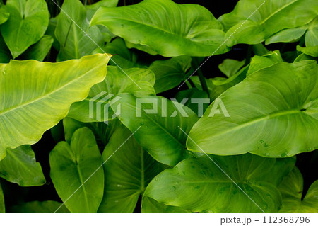 Green leaves after the rain beautiful nature in the park 112368796