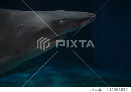 しながわ水族館 シロワニ しながわ水族館 シロワニ 112368859