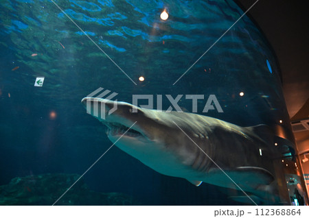 しながわ水族館 シロワニ しながわ水族館 シロワニ 112368864