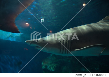 しながわ水族館 シロワニ しながわ水族館 シロワニ 112368865