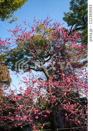 北野天満宮 112369083