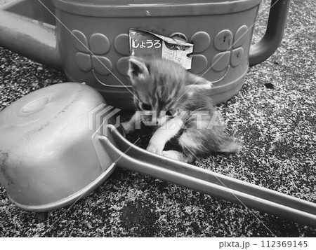 子猫と遊んだ日 112369145