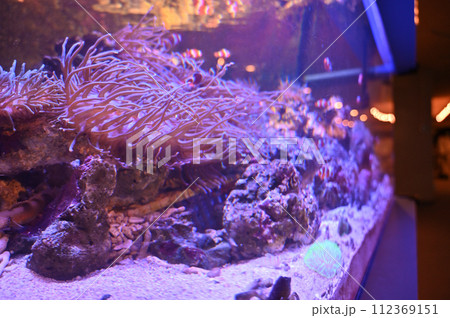 しながわ水族館 カクレクマノミとイソギンチャク しながわ水族館 カクレクマノミとイソギンチャク 112369151