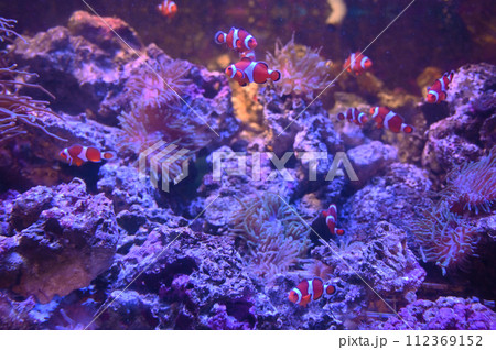しながわ水族館　カクレクマノミとイソギンチャク 112369152