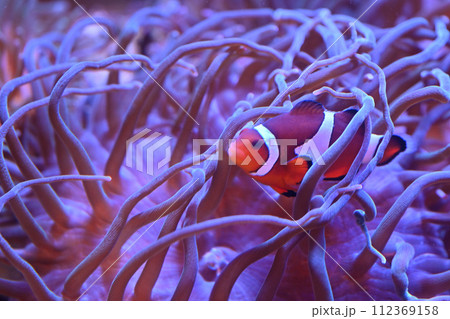 しながわ水族館 カクレクマノミとイソギンチャク しながわ水族館 カクレクマノミとイソギンチャク 112369158