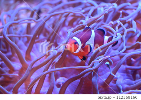 しながわ水族館 カクレクマノミとイソギンチャク しながわ水族館 カクレクマノミとイソギンチャク 112369160