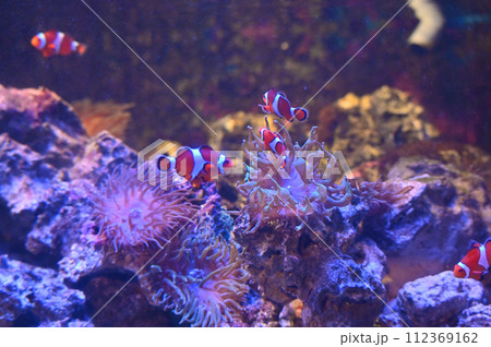 しながわ水族館 カクレクマノミとイソギンチャク しながわ水族館 カクレクマノミとイソギンチャク 112369162