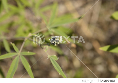 Lilac chaste tree 112369408