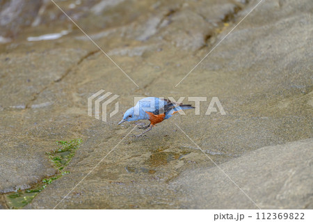 イソヒヨドリのオスが江の島の磯で遊んでいる イソヒヨドリのオスが江の島の磯で遊んでいる 112369822