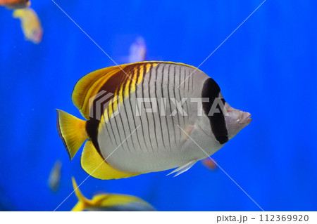 しながわ水族館　サンゴ礁　カラフルな魚たち　トロピカルフィッシュ 112369920