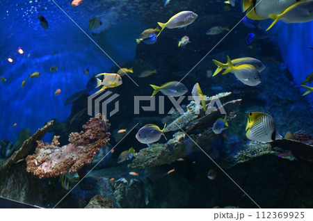 しながわ水族館　サンゴ礁　カラフルな魚たち　トロピカルフィッシュ 112369925