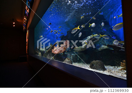 しながわ水族館　サンゴ礁　カラフルな魚たち　トロピカルフィッシュ 112369930