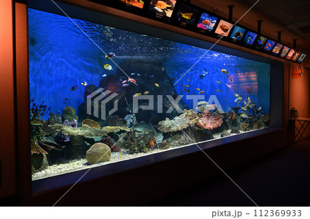 しながわ水族館　サンゴ礁　カラフルな魚たち　トロピカルフィッシュ 112369933