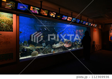 しながわ水族館　サンゴ礁　カラフルな魚たち　トロピカルフィッシュ 112369936
