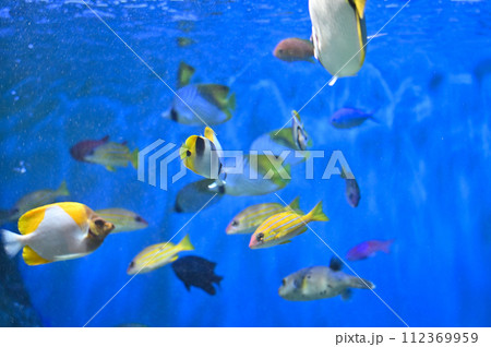 しながわ水族館　サンゴ礁　カラフルな魚たち　トロピカルフィッシュ 112369959