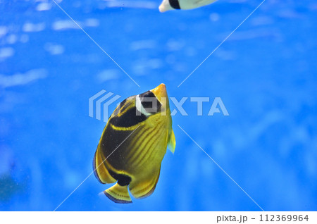 しながわ水族館 サンゴ礁 カラフルな魚たち トロピカルフィッシュ しながわ水族館 サンゴ礁 カラフルな魚たち トロピカルフィッシュ 112369964