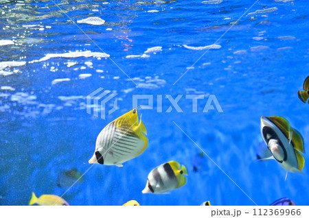 しながわ水族館 サンゴ礁 カラフルな魚たち トロピカルフィッシュ しながわ水族館 サンゴ礁 カラフルな魚たち トロピカルフィッシュ 112369966