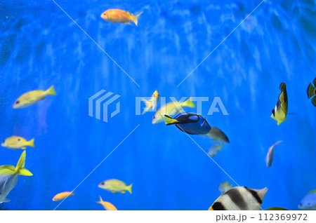 しながわ水族館 サンゴ礁 カラフルな魚たち トロピカルフィッシュ しながわ水族館 サンゴ礁 カラフルな魚たち トロピカルフィッシュ 112369972