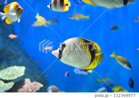 しながわ水族館　サンゴ礁　カラフルな魚たち　トロピカルフィッシュ 112369977