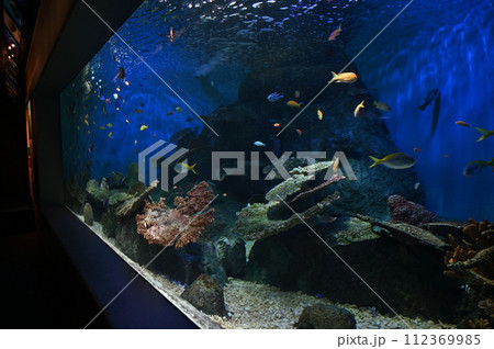 しながわ水族館 サンゴ礁 カラフルな魚たち トロピカルフィッシュ しながわ水族館 サンゴ礁 カラフルな魚たち トロピカルフィッシュ 112369985