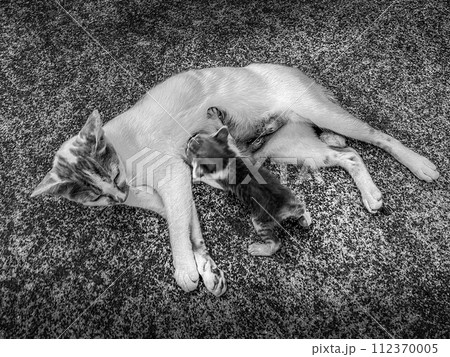 子猫の授乳～親子～ 112370005